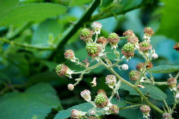 leaves and berries of green wild blackberries growing on a branch in the forest. side view