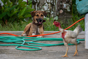 cachorro e galinha