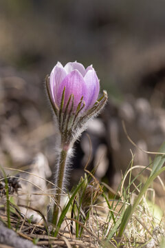 Pasque Flower Found At Red Feather Lakes, Co.