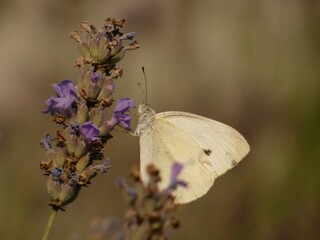 Large white butterfly (Pieris brassicae) on lavender flower, Gdansk, Poland