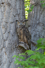 Great Horned Owl Between Two Trees