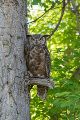 Great Horned Owl in a Tree with Green Leaves Behind 