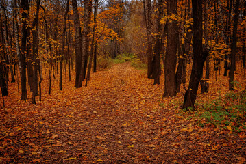 Fototapeta premium Izmailovo Park in autumn in Moscow, Russia