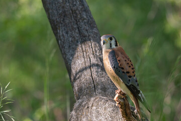 Kestrel Perched on a Branch with Light Shining 