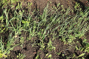 Young garlic beds in a rustic vegetable garden. Eco concept of natural products and harvesting in autumn, rustic lifestyle, selective focus