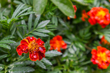 bright flowers in drops after rain