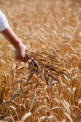 A bouquet of wheat spikelets in female hands, in white dress in a wheat field. Bride on a walk in a wheat field