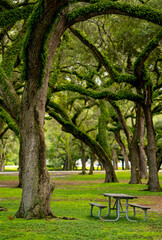 Nature scene fern oak trees and table in the woods