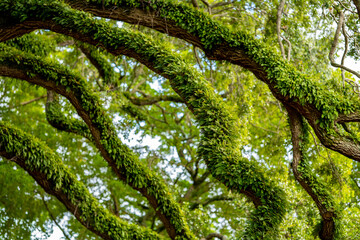 Photo of fern growing on a Florida oak tree