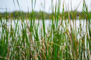 Blades of grass shallow depth of focus