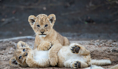 Lion Cubs Playing - obrazy, fototapety, plakaty