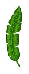 Green palm tree leaf foliage isolated on white background
