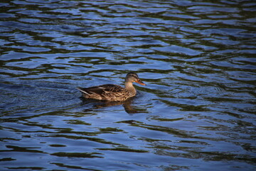 Swimmimg duck