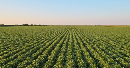 Aerial drone low altitude shot of a farm with green soybean agricultural crop - Powered by Adobe