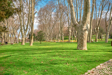 Old and mature public gulhane park established by ottoman empire in istanbul covered by lively green grass and huge pine tree bodies in gulhane park during sunny day.