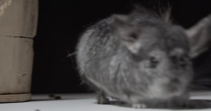 Close up of a curious baby chinchilla looking around, studio footage, 4k