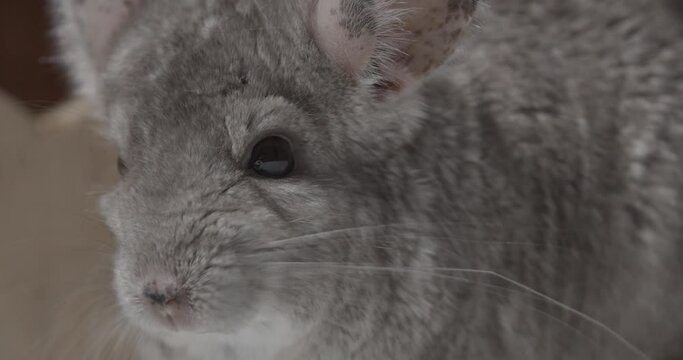 Close up footage of the face of a cute chinchilla looking at the camera, 4k