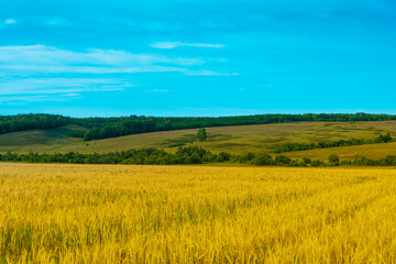 Yellow field and blue clouds.