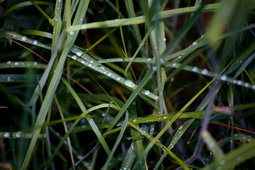 water drops on grass
