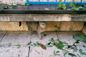 Gray tabby cat sits under a bench near the building