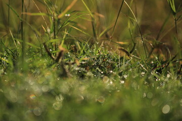 Abstract green natural background.Dew on the grass in the sunny morning with beautiful bokeh effect