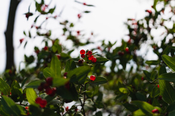 red berries on a tree