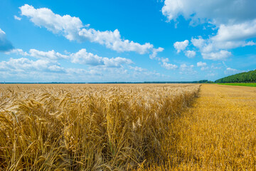 Wheat in an agricultural field waving in the wind in an agricultural field in bright sunlight below...
