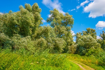 Colorful wild flowers in a field in wetland waving in the wind in bright sunlight below  a blue white cloudy sky in summer, Almere, Flevoland, Netherlands, July 29, 2021