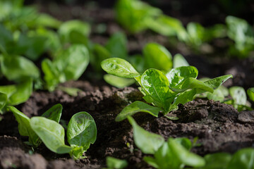 Green plants growing on a bed in the garden in greenhouse