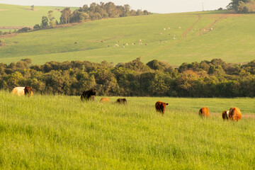 Rural landscape