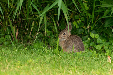 The eastern cottontail  (Sylvilagus floridanus) in the night park