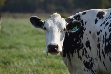 Dairy Cow Portrait