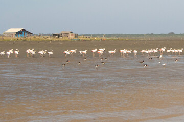 Flamingos on the lake