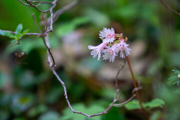 シロバナイワカガミ
