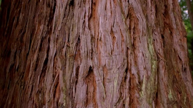 Slow Pan up to the canopy in a forest of redwood trees
