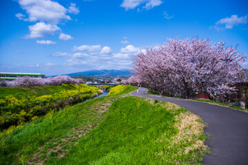 lavender field in spring