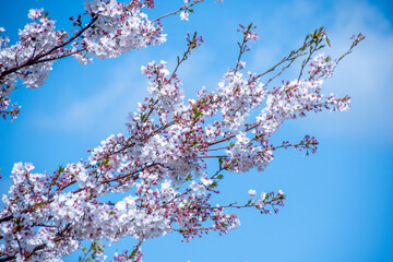 cherry tree blossom