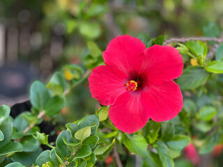 Obraz premium Red hibiscus flower closeup against a leafy green background, in Oahu, Hawaii.