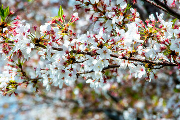 tree blossom