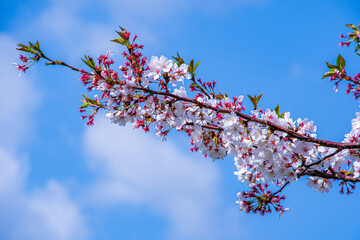 blooming tree