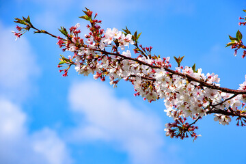 cherry blossom in spring