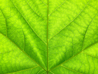 Naklejka na ściany i meble 美しい緑の植物の葉脈のマクロ写真_01