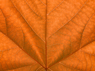 美しい紅葉した植物の葉脈のマクロ写真_03