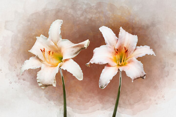 Watercolor painting of two vibrant white day lily flowers. Botanical illustration