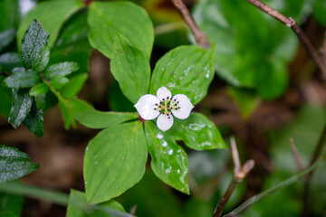 ゴゼンタチバナ