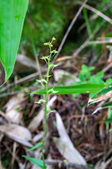 Fototapeta premium ホソバノキソチドリ