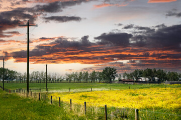Fototapeta na wymiar Power poles run along a blooming canola field near a farm on the Canadian prairies in Southern Alberta.