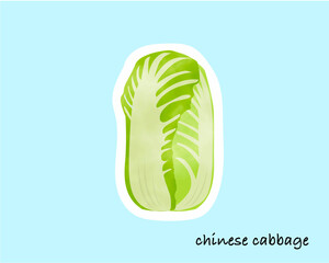 冬野菜／白菜／手書き／水彩