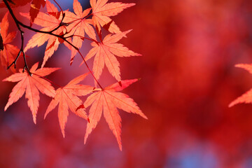 モミジの葉・秋のイメージ