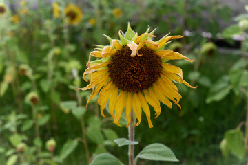 sunflower in the garden